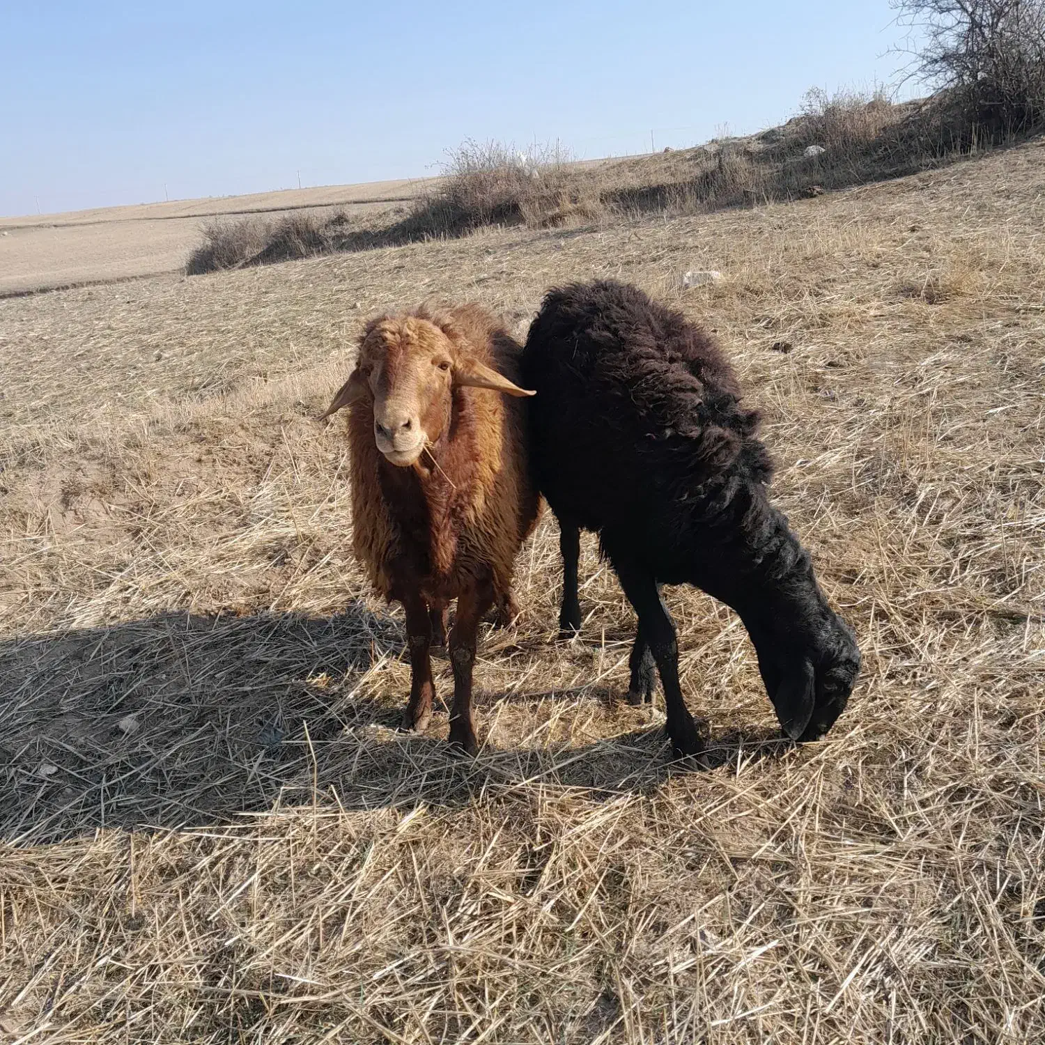 قوچ دامازدغ|حیوانات مزرعه|ثمرین, |دیوار