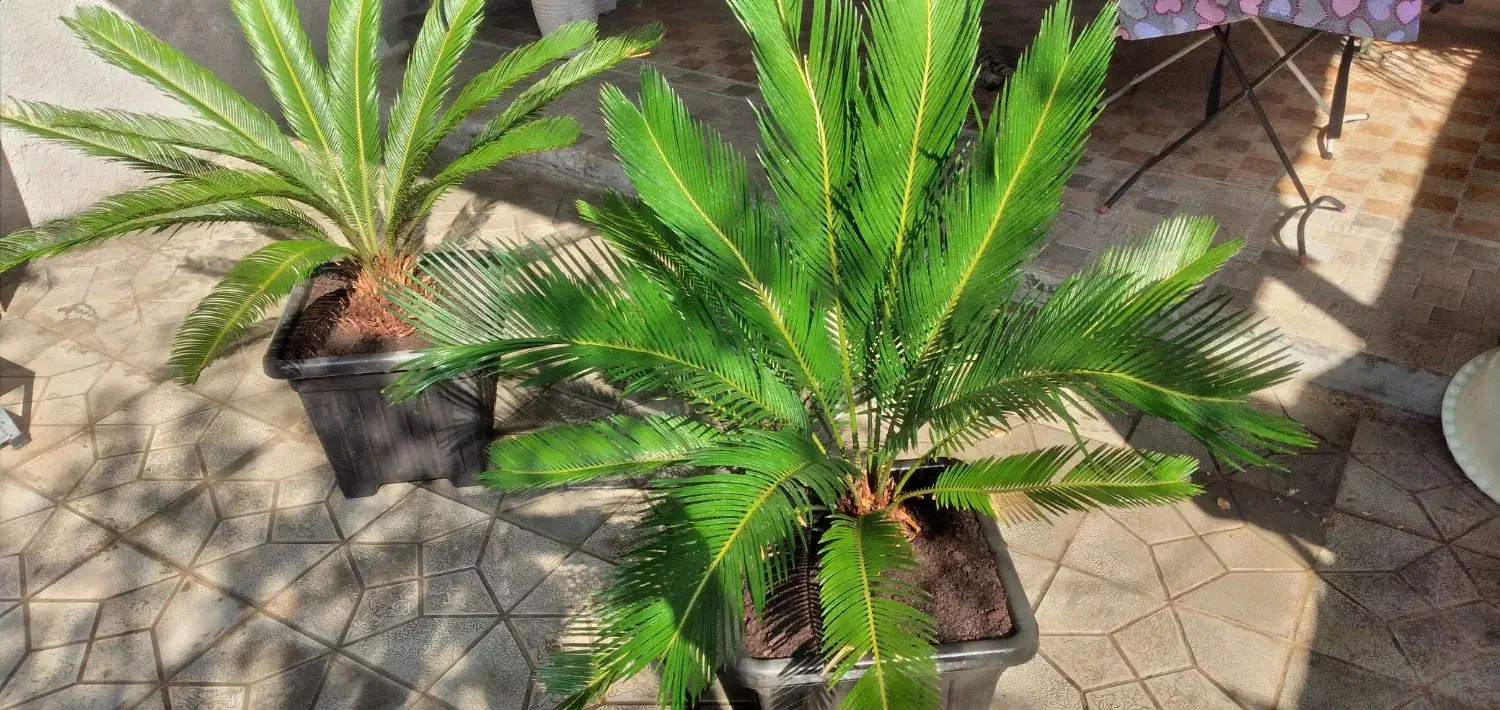 گل سیکاس و لیندا|گل و گیاه طبیعی|ارطه, |دیوار