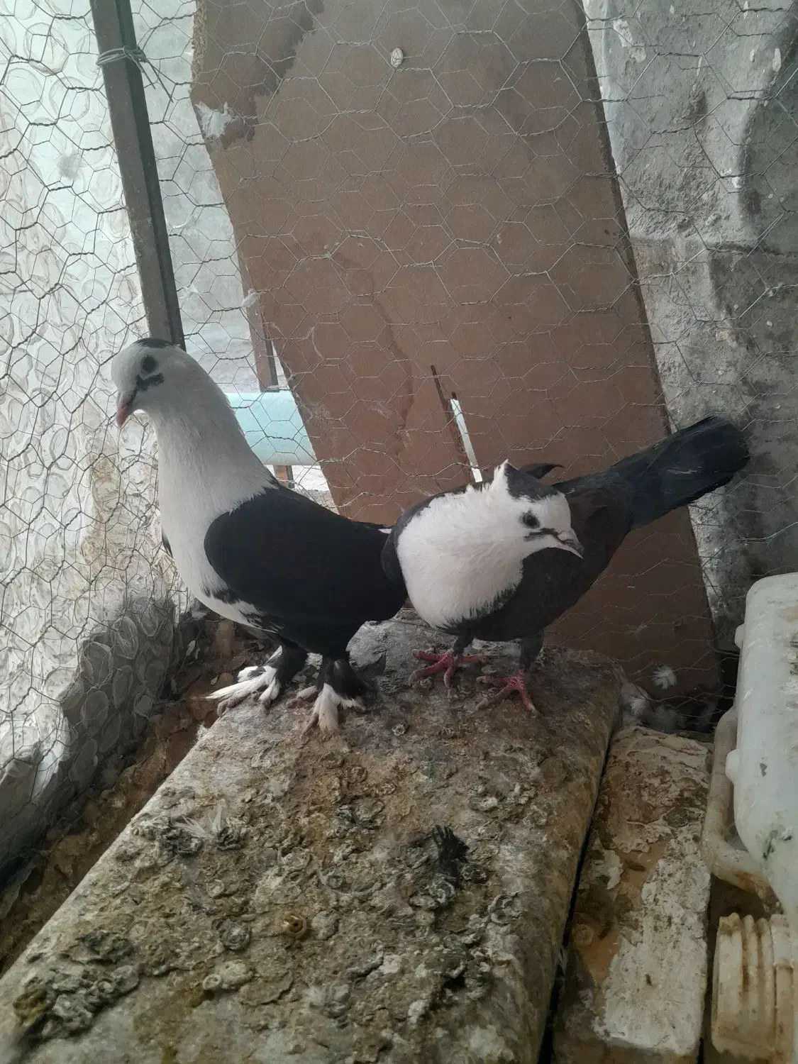 کبوتر|پرنده|مه ولات, |دیوار