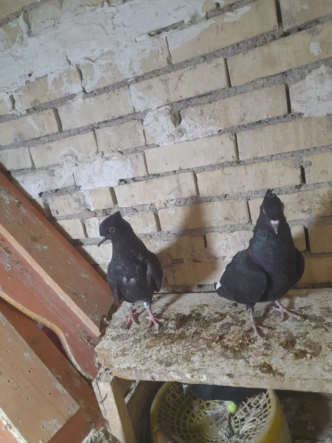 دودم سفیدنر|پرنده|رامشیر, |دیوار