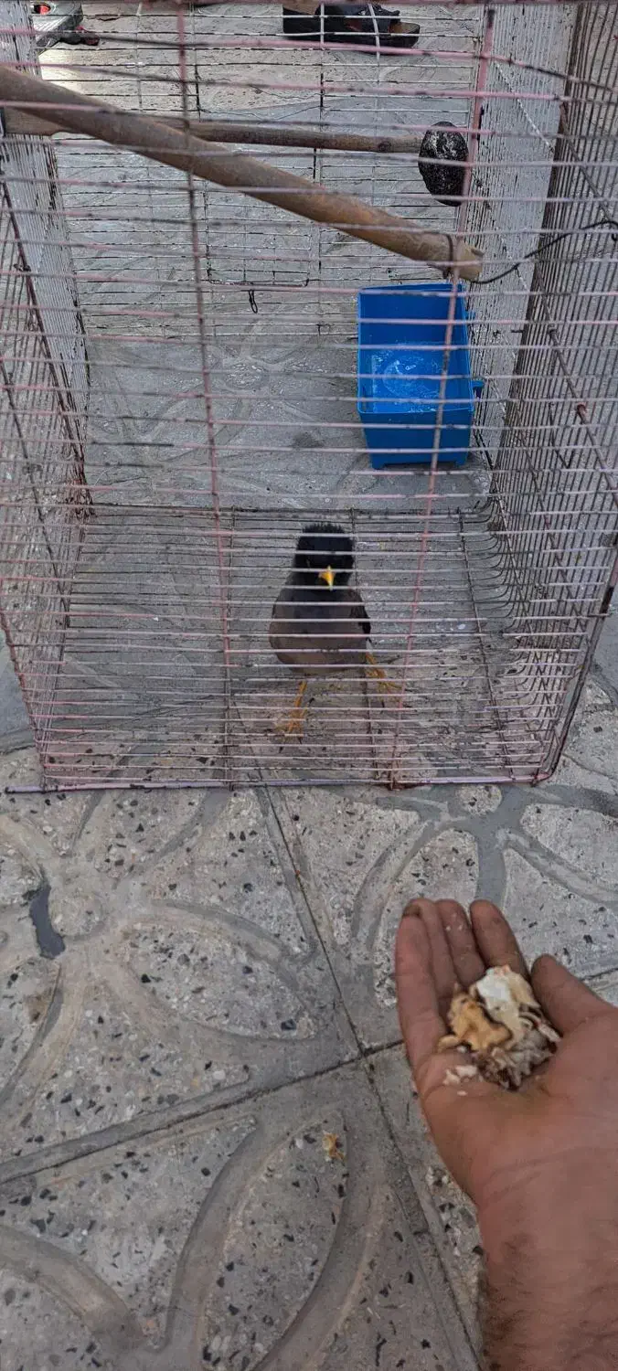 مرغ مینا جوجه|پرنده|فسا, |دیوار