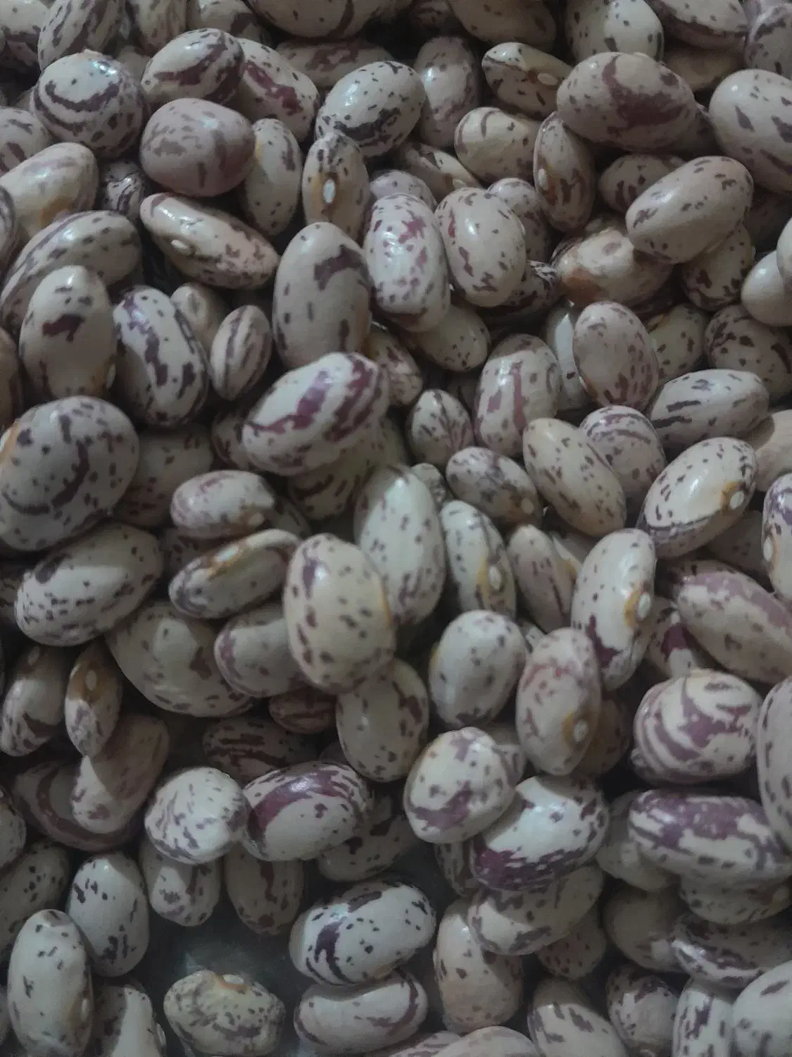 تازه امسال|خوردنی و آشامیدنی|سیلاخور, |دیوار