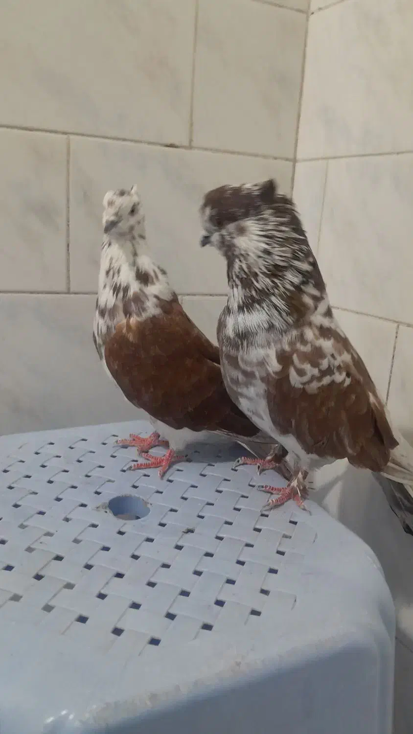 کبوتر گرگی و سرخ خال قدیم|پرنده|خان ببین, |دیوار