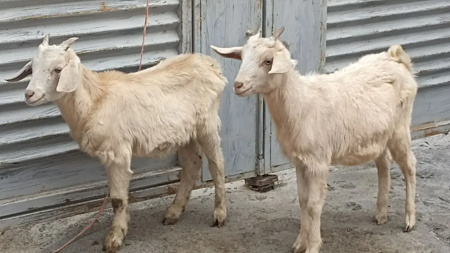 بزغاله کولار سانن|حیوانات مزرعه|سیمین شهر, |دیوار