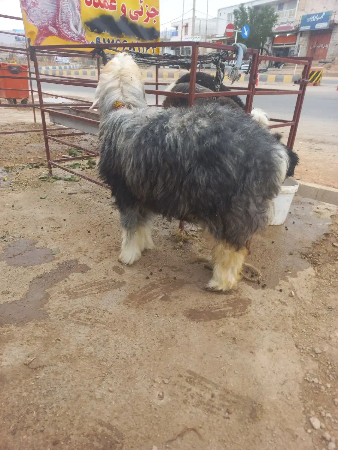 کوه ماده عتیقه|حیوانات مزرعه|اندیکا, |دیوار