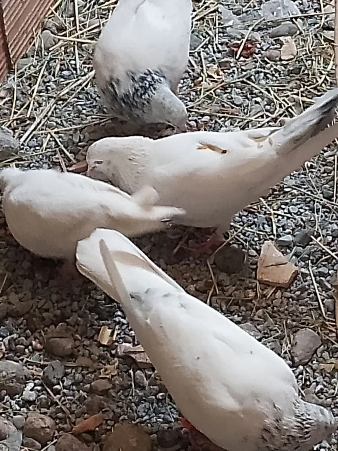 کفتر جفت شش صد مفت|پرنده|میناب, |دیوار