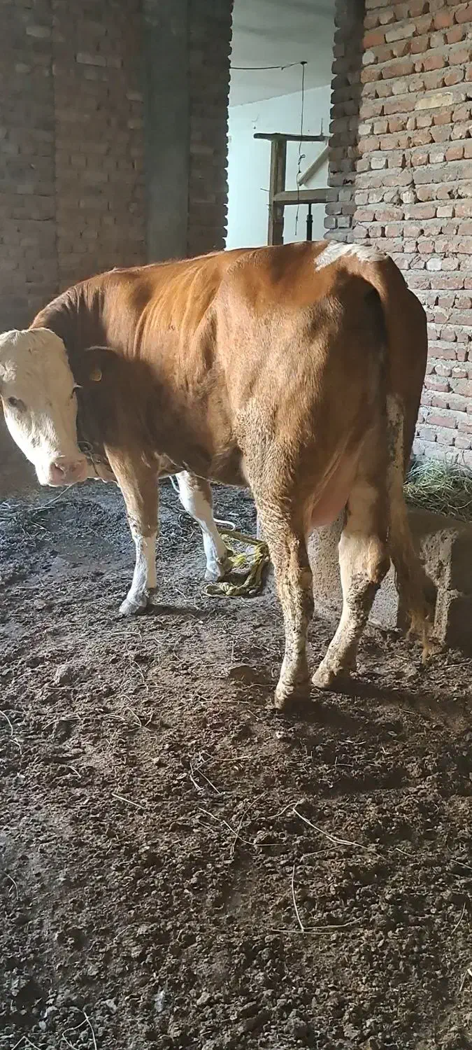 گاو سیمنتال|حیوانات مزرعه|تبریز, |دیوار