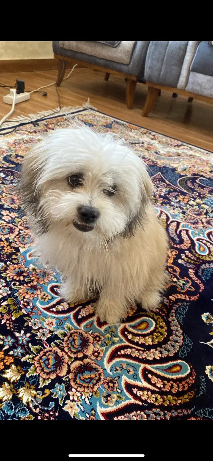 سگ شیتزو|سگ|تبریز, |دیوار