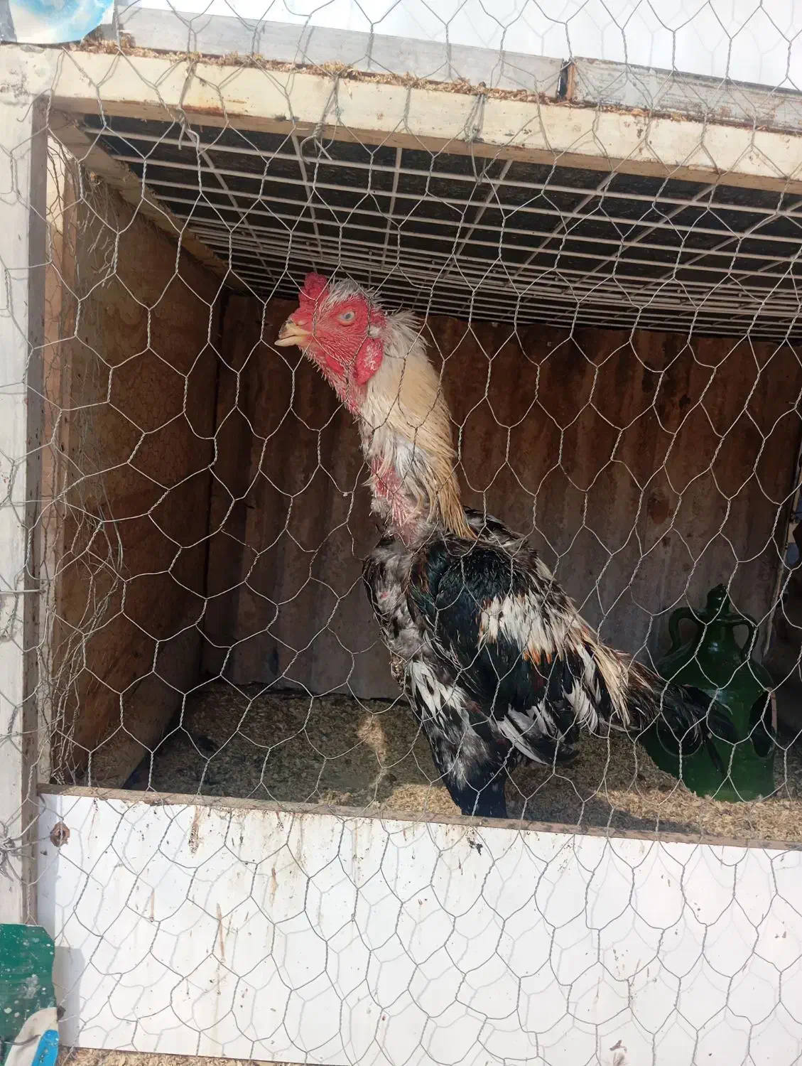 خروس لاری دنگ بالا|حیوانات مزرعه|شیراز, کرونی(خاتونک)|دیوار