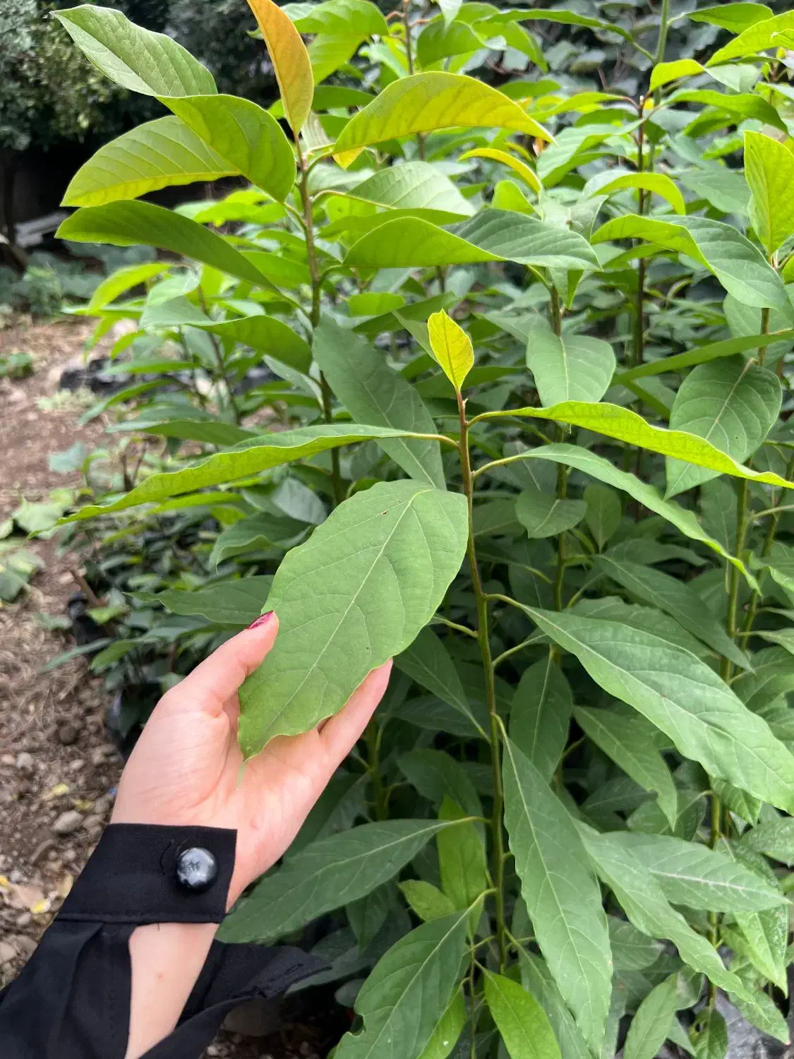 نهال آواکادو بیکن سبز|گل و گیاه طبیعی|پره‌سر, |دیوار