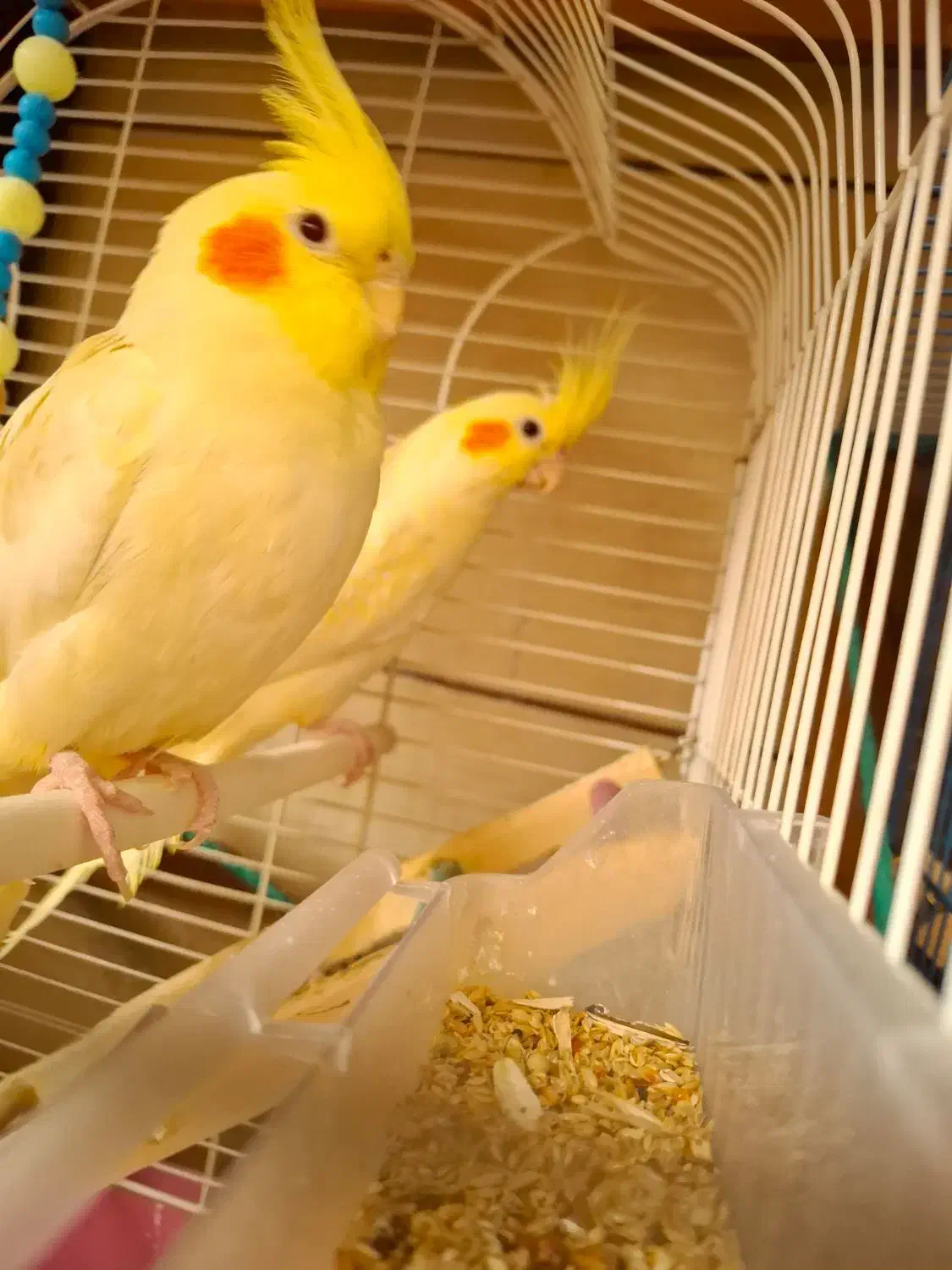 عروس هلندی|پرنده|کرمان, |دیوار