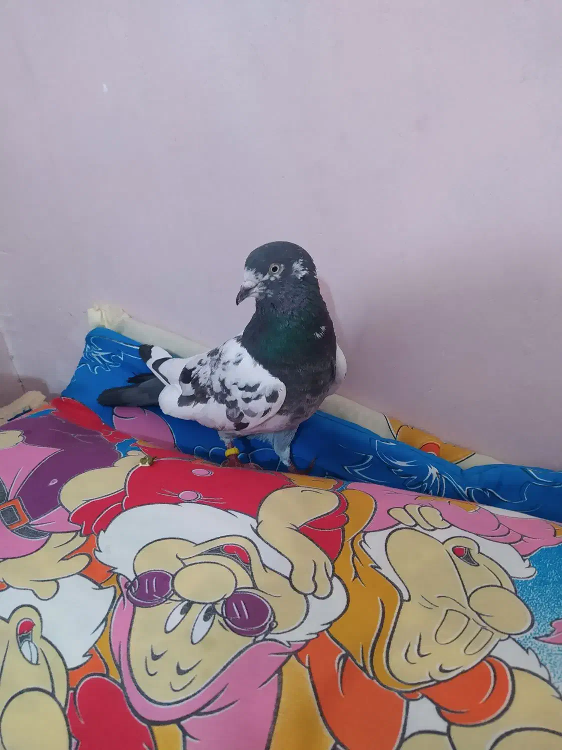 موبایل|پرنده|تهران, خلیج فارس|دیوار