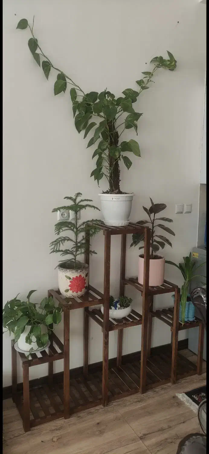 پایه گل|گل و گیاه طبیعی|سیرجان, |دیوار