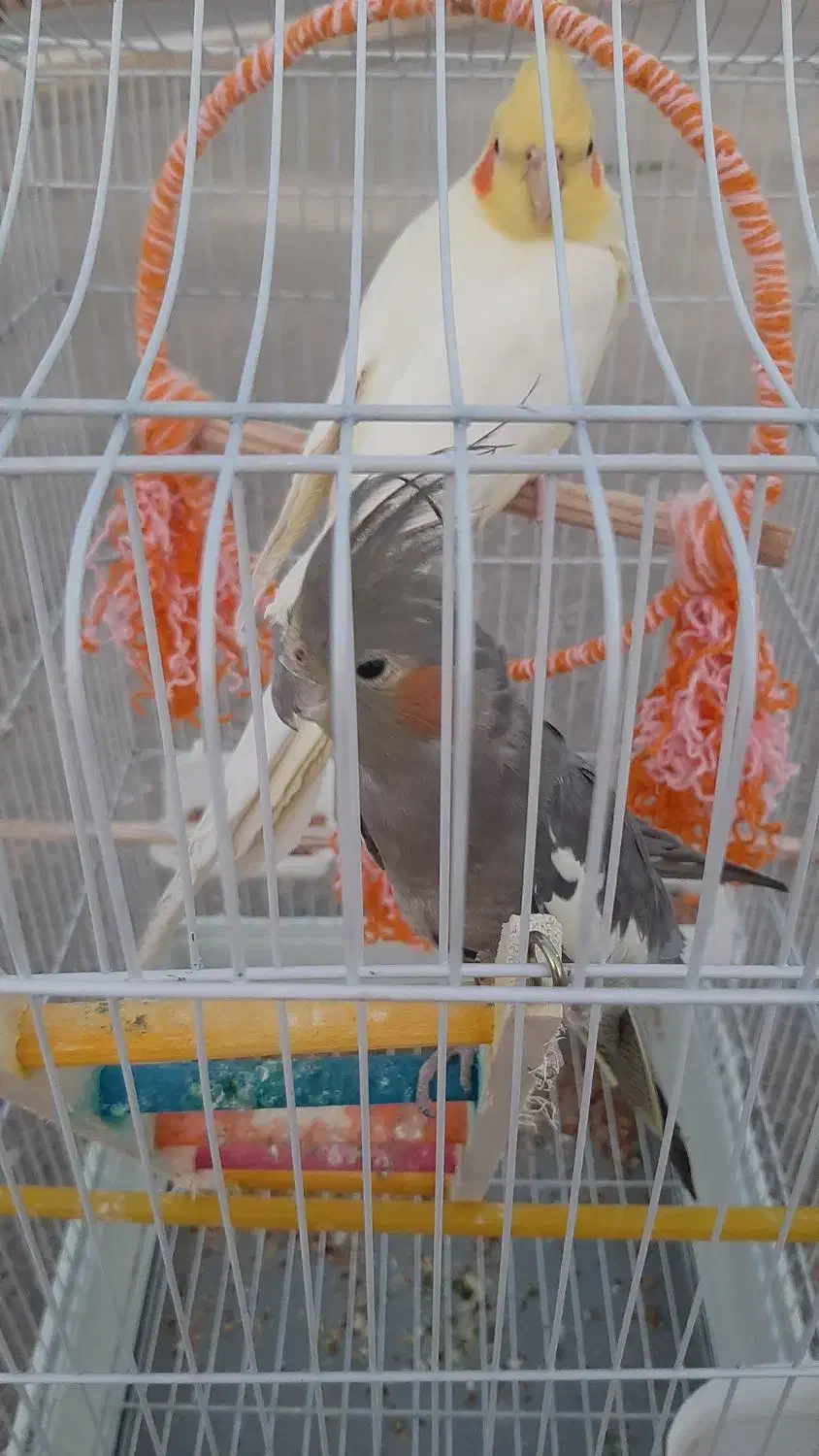 فروش یک جفت عروس هلندی|پرنده|خمین, |دیوار