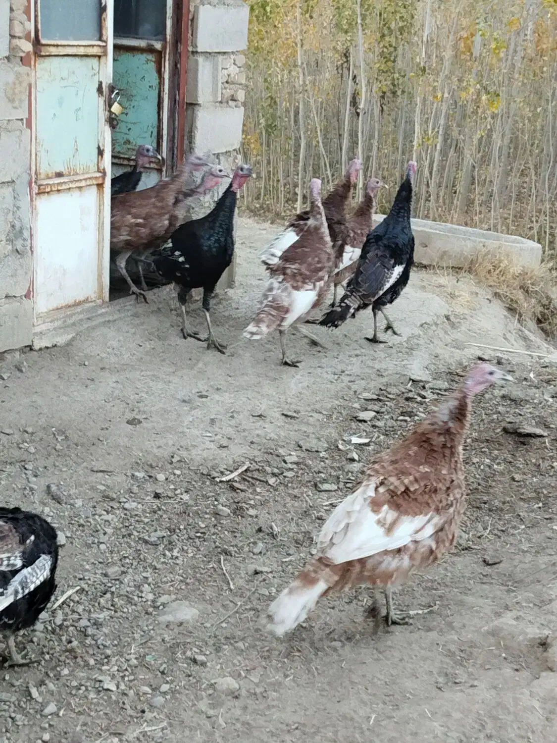 بوقلمون جوان و سرحال|حیوانات مزرعه|تویسرکان, |دیوار