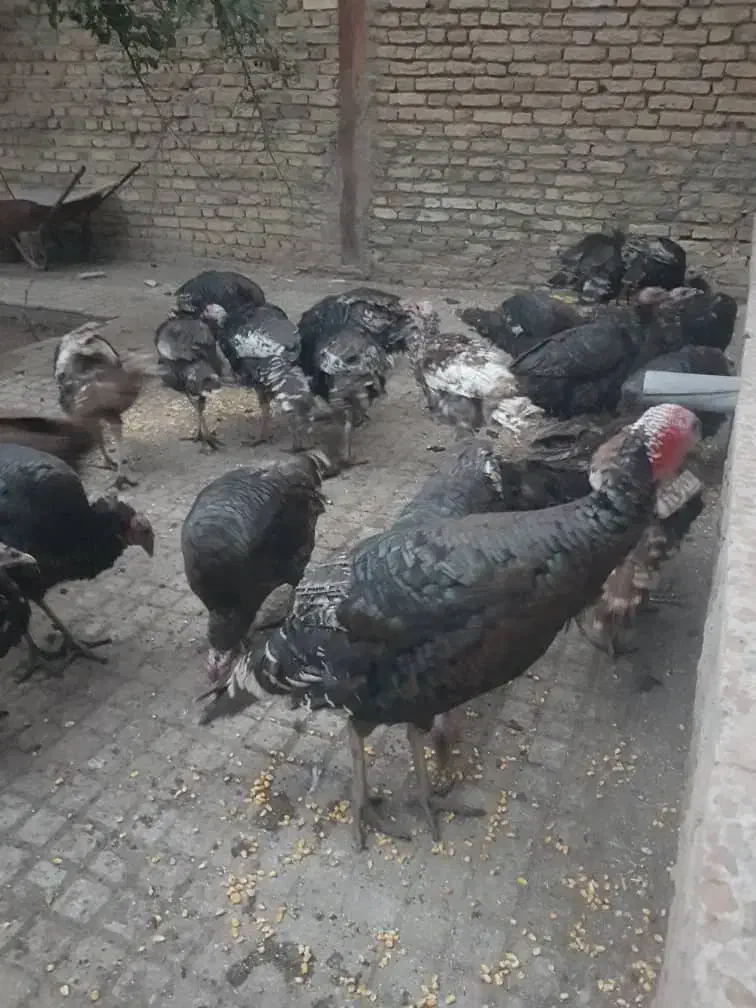 بوقلمون ارگانیک|حیوانات مزرعه|اهر, |دیوار