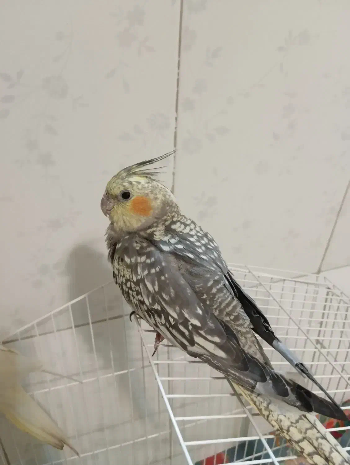 عروس هلندی مرواریدی|پرنده|نجفآباد, شهید بهشتی|دیوار