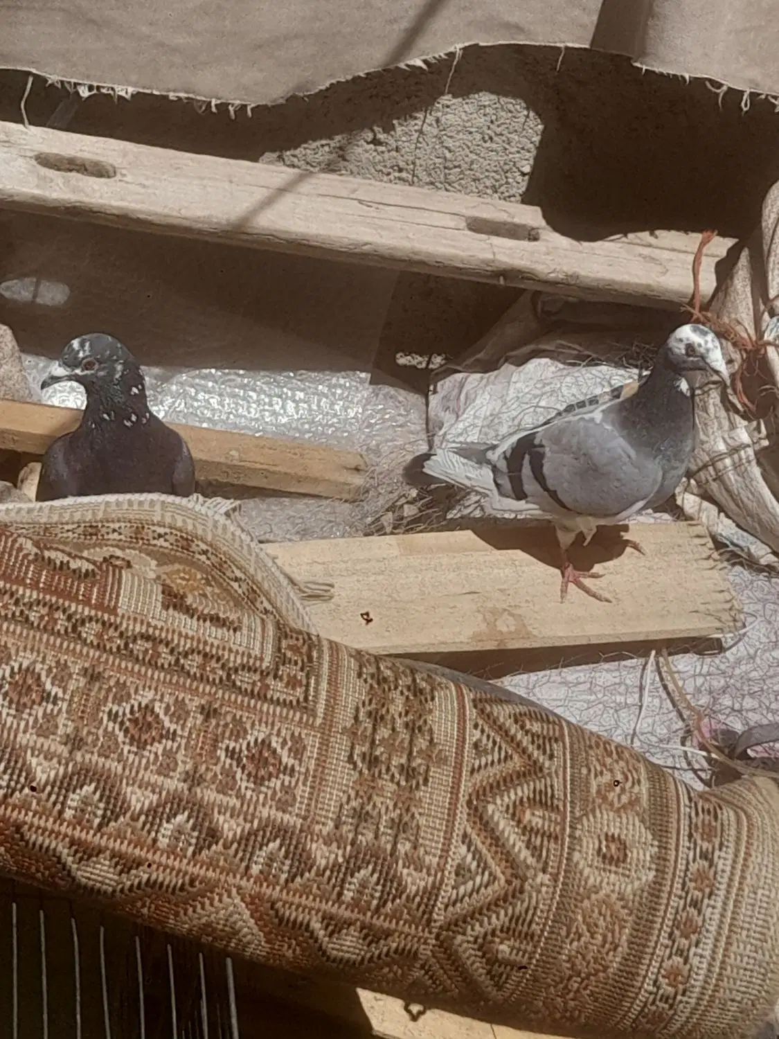 کفتر|پرنده|کنگاور, |دیوار
