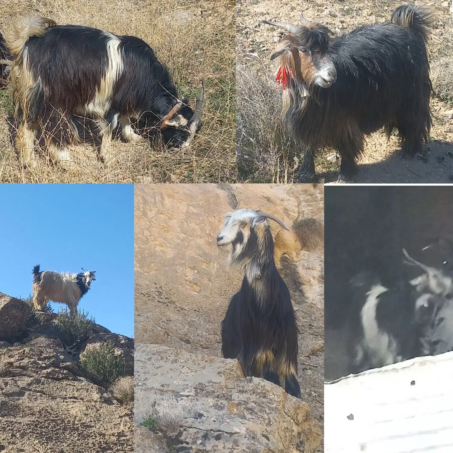 بز خوب|حیوانات مزرعه|مرودشت, ابوذر شمالی‎|دیوار