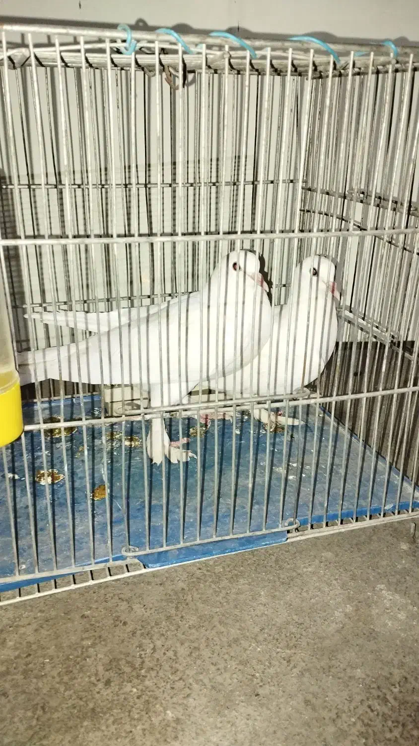 کبوتر سفید پاپر مغلق|پرنده|برخوار, |دیوار