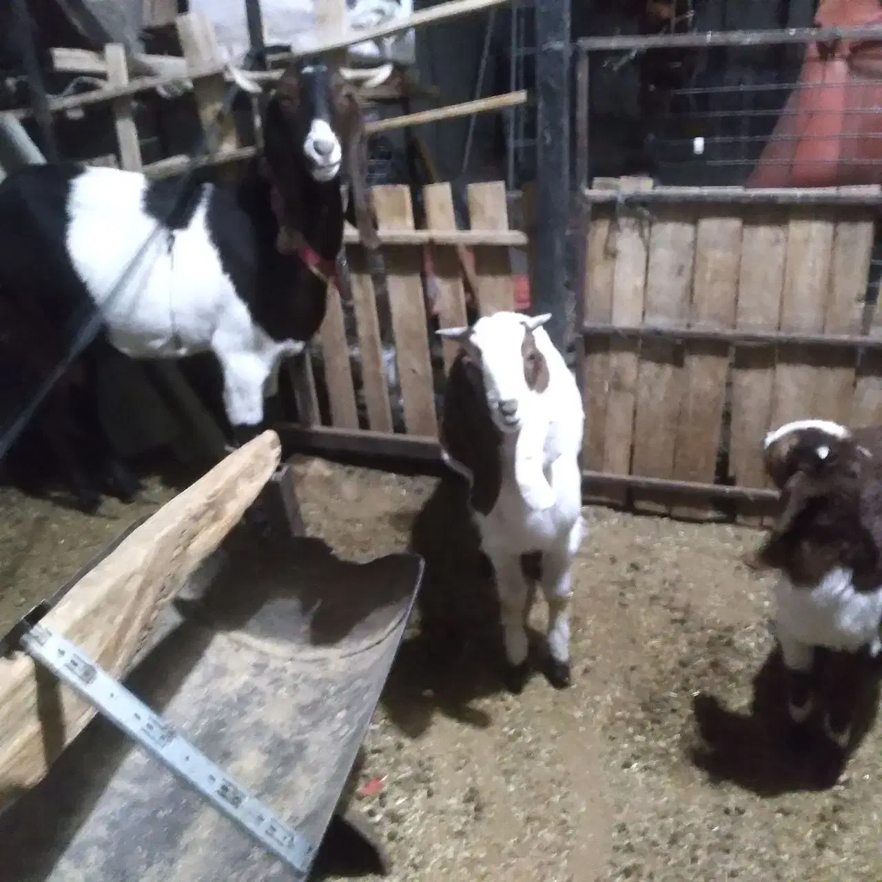 بز پاکستانی|حیوانات مزرعه|مشهد, آبکوه|دیوار