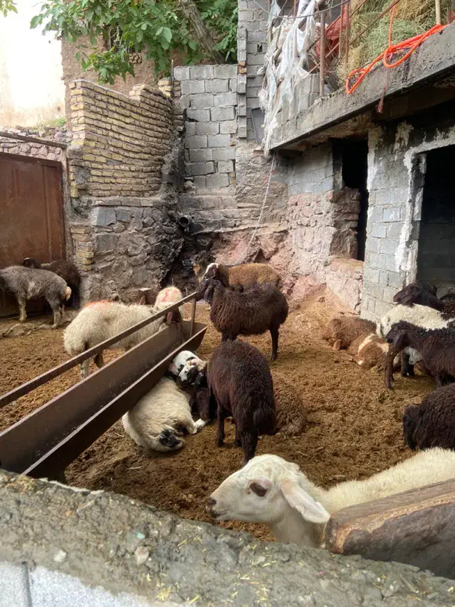 میش|حیوانات مزرعه|فشم, |دیوار