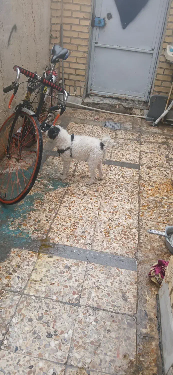 سگ پشمالو|سگ|بندر امام خمینی, |دیوار