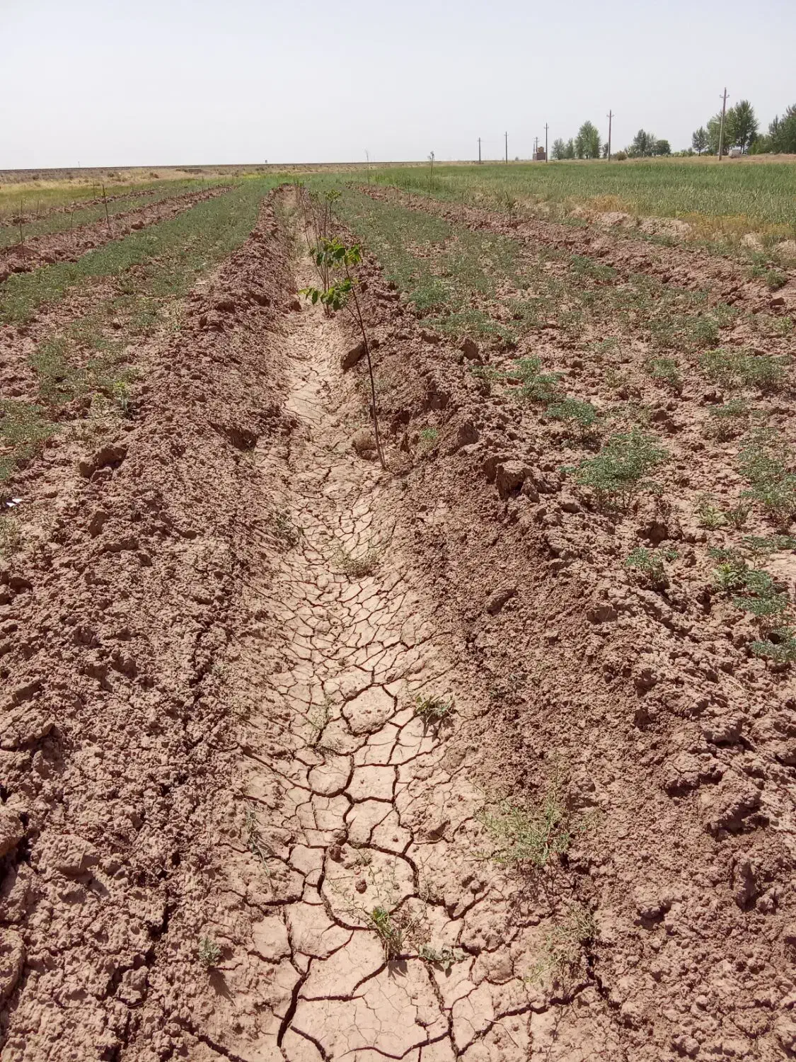 فروش باغ گردوبادام|فروش دفتر صنعتی، کشاورزی، تجاری|تاکستان, |دیوار