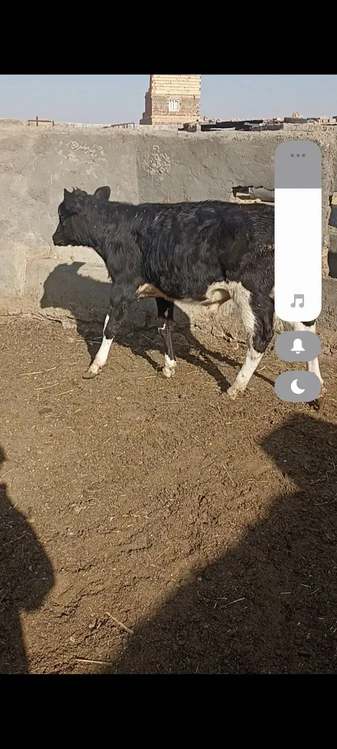 گوساله نر و ماده|حیوانات مزرعه|تربت جام, میان جام|دیوار