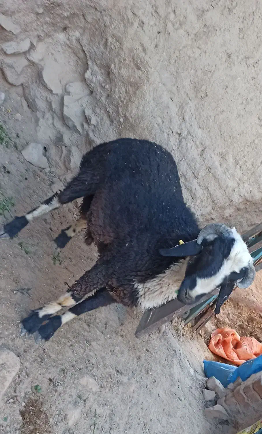 بره نر چاق|حیوانات مزرعه|سربیشه, |دیوار