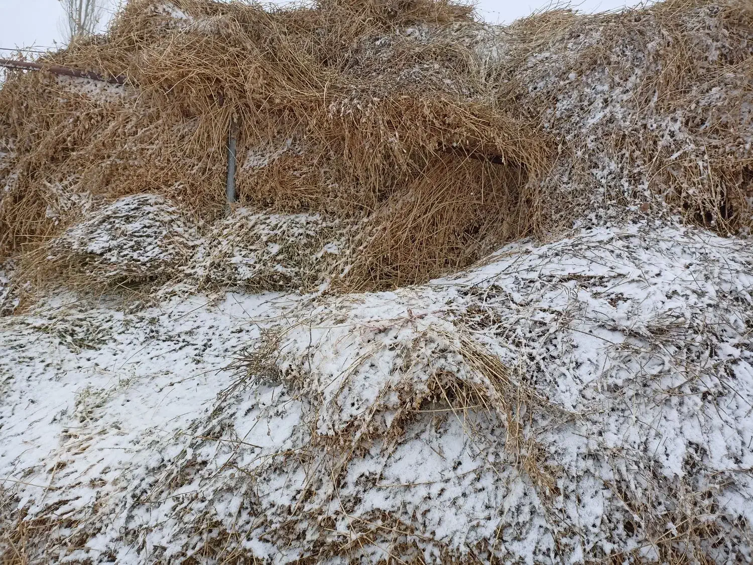 یونجه|خدمات باغبانی و درختکاری|ارشق, |دیوار