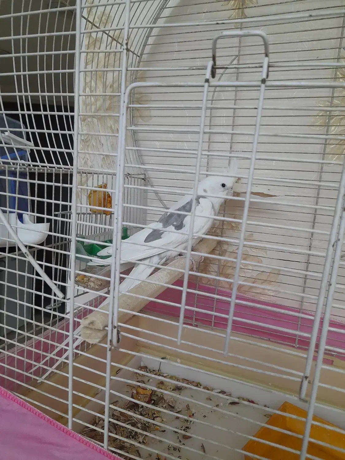 عروس هلندی|پرنده|مشکین‌دشت, |دیوار