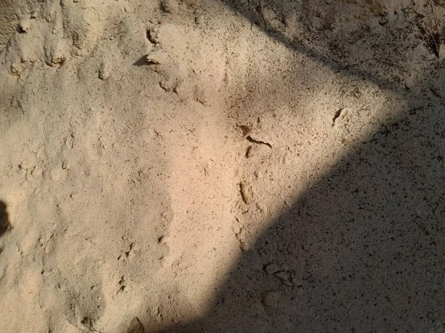 فروش خاک اره نجاری برای زغال|عمده‌فروشی|آشخانه, |دیوار