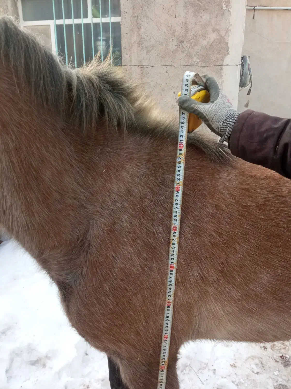 دوتا اسب مادیان جنس درج|اسب و تجهیزات اسب‌سواری|قزوین, |دیوار