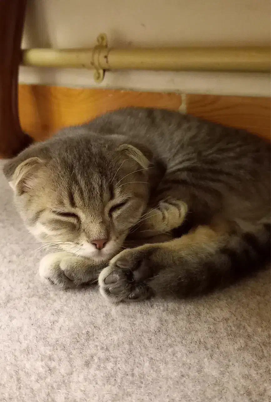 واگذاری‌گربه|گربه|تبریز, |دیوار