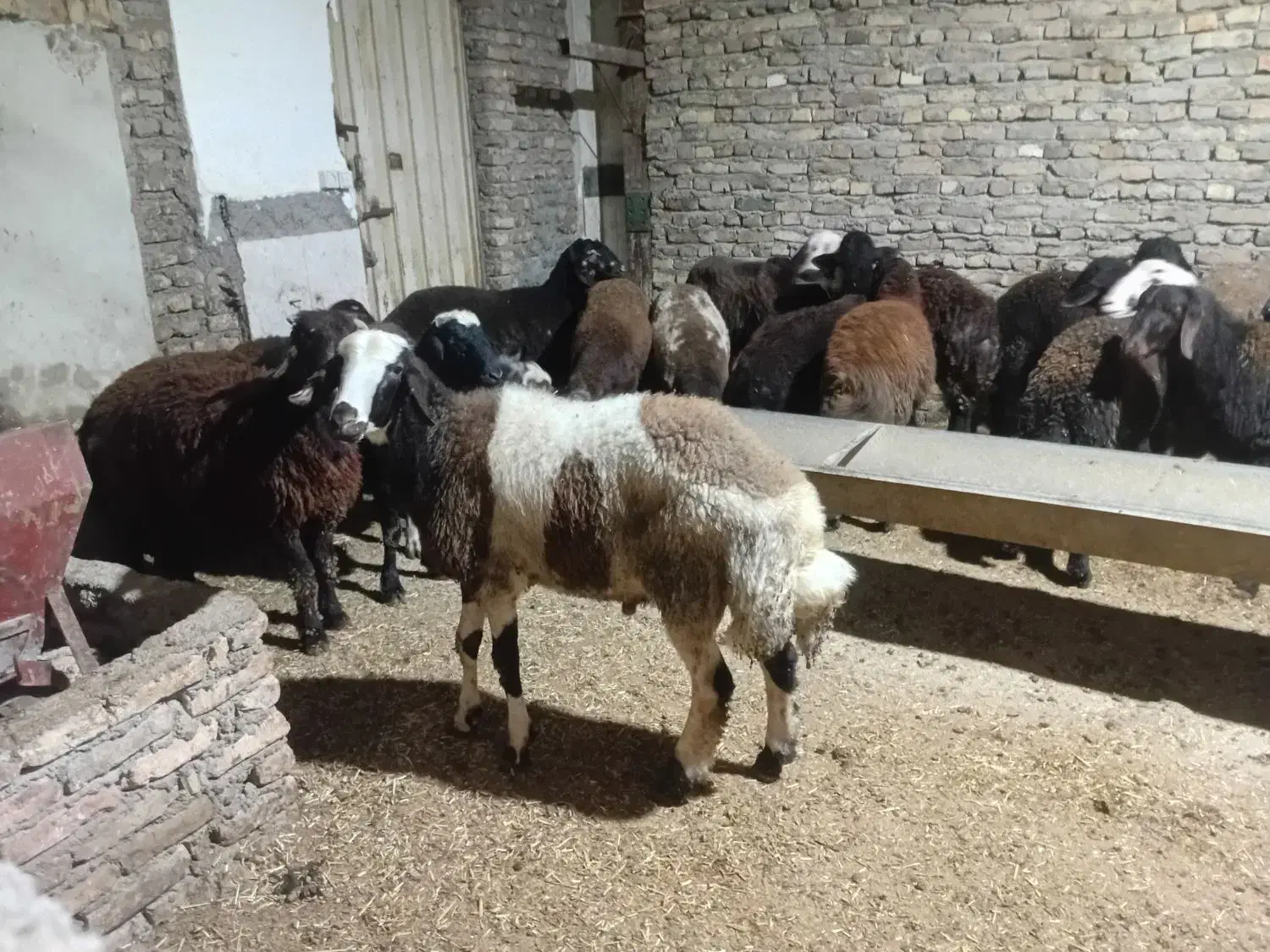 نر بروجردی|حیوانات مزرعه|خان ببین, |دیوار