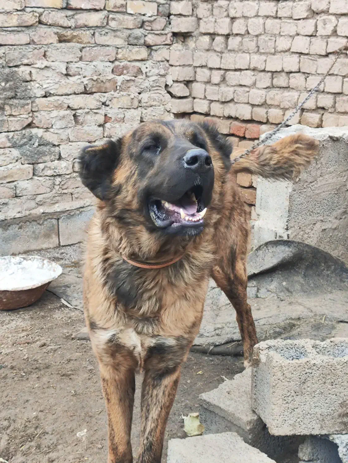 سگ نگهبان|سگ|نیشابور, باغ نو|دیوار