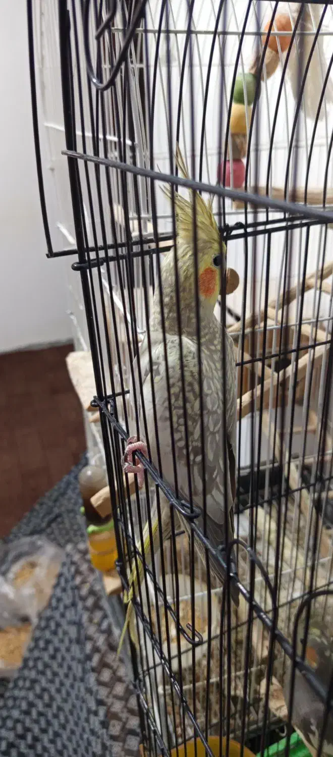 عروس هلندی ماده|پرنده|رودسر, |دیوار