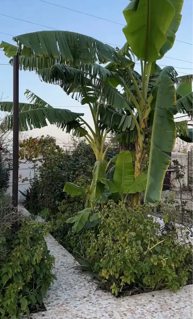 مجموعه گردشگری مایا|تور و چارتر|سیجوال, |دیوار