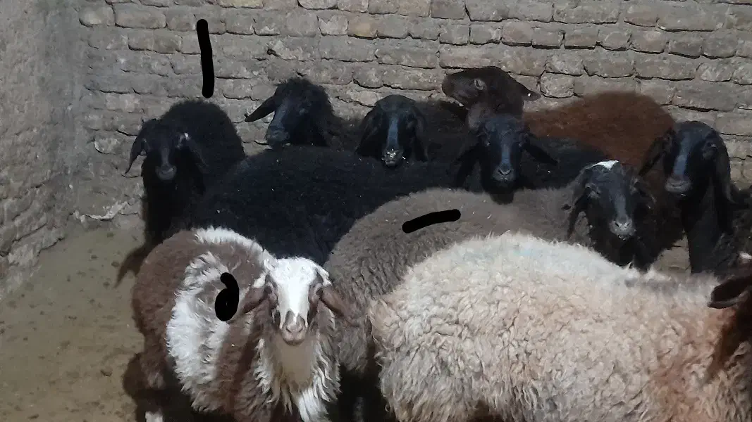 بره نر داشتی|حیوانات مزرعه|آوج, |دیوار