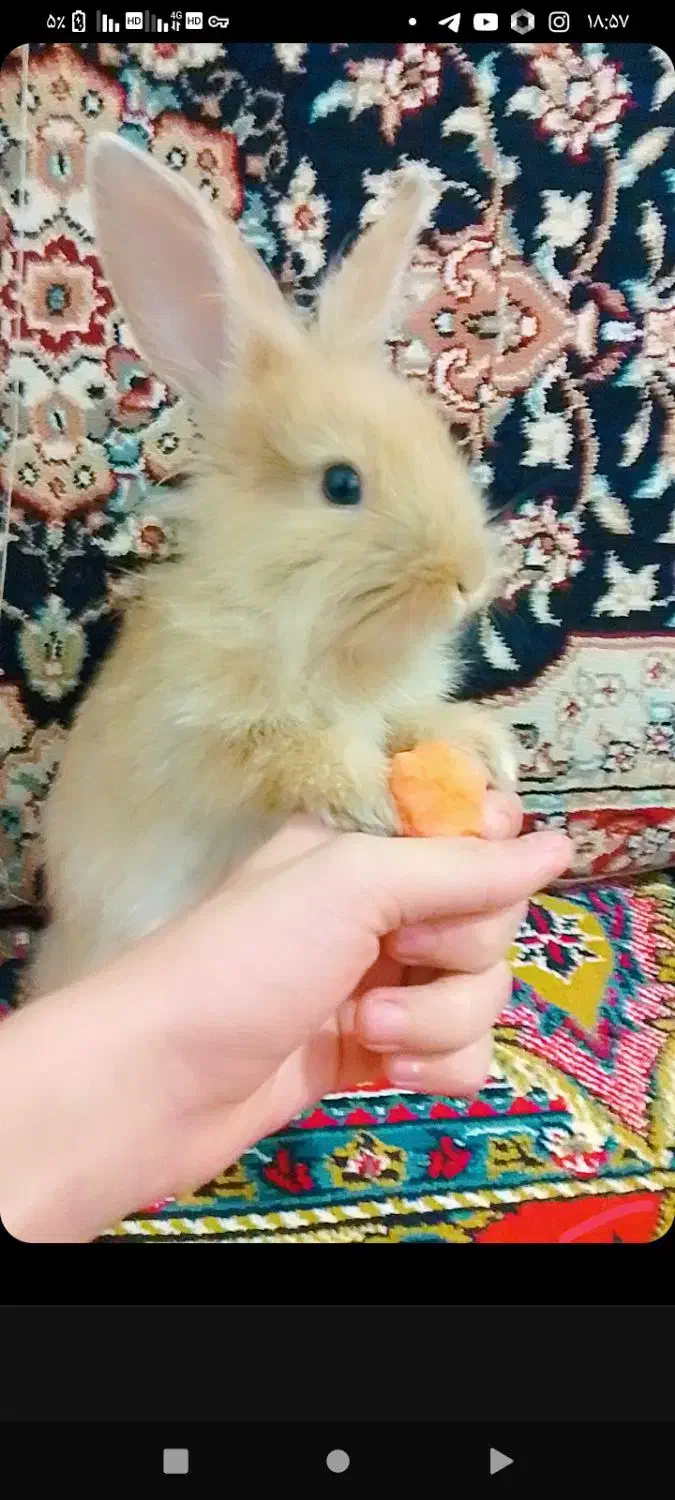 خرگوش خاکستری|موش و خرگوش|مریوان, |دیوار