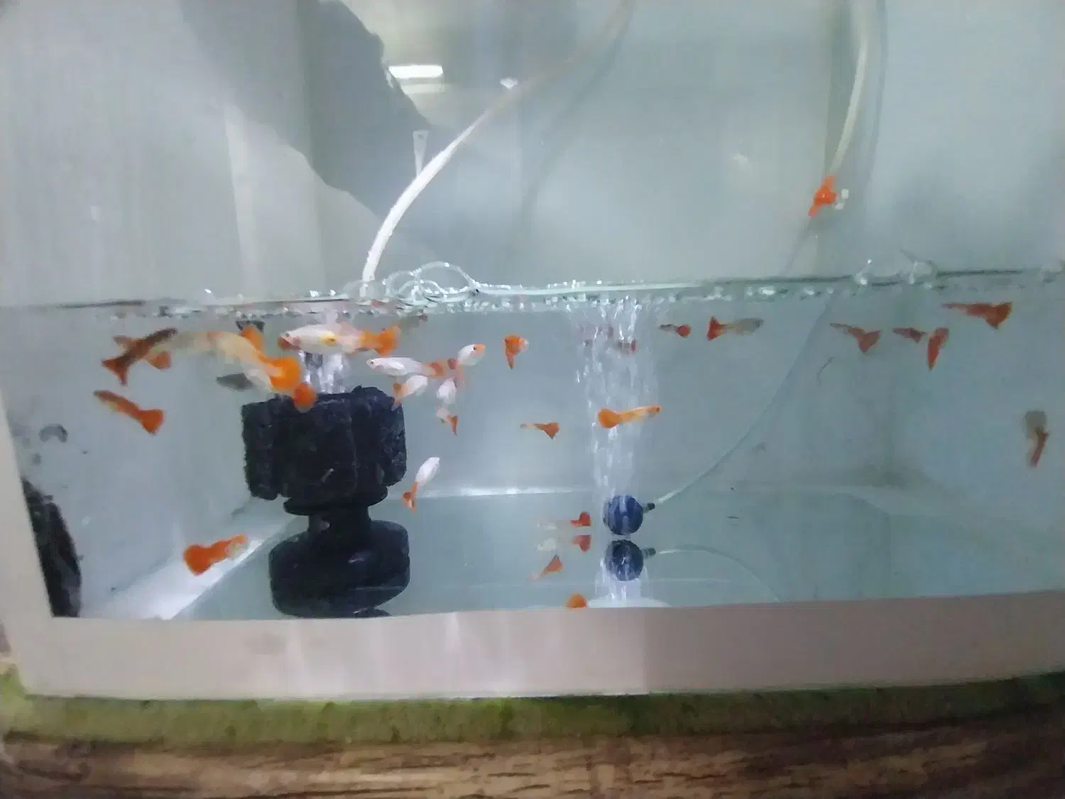 آکواریوم.. کوپی|ماهی|قم, شاه ابراهیم|دیوار