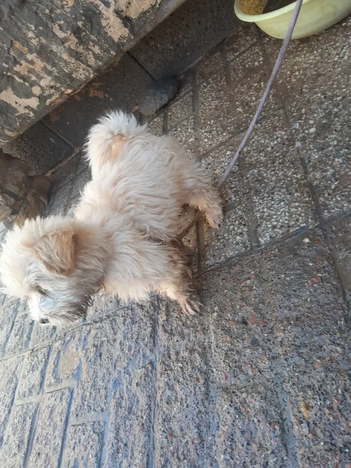 سگ پاپی|سگ|تایباد, |دیوار