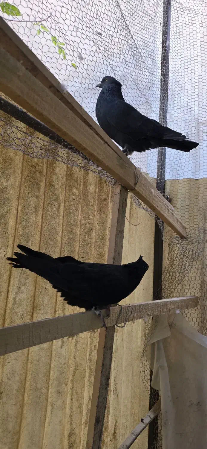 کبوتر کفتر|پرنده|تهران, سنگلج (شاپور)|دیوار