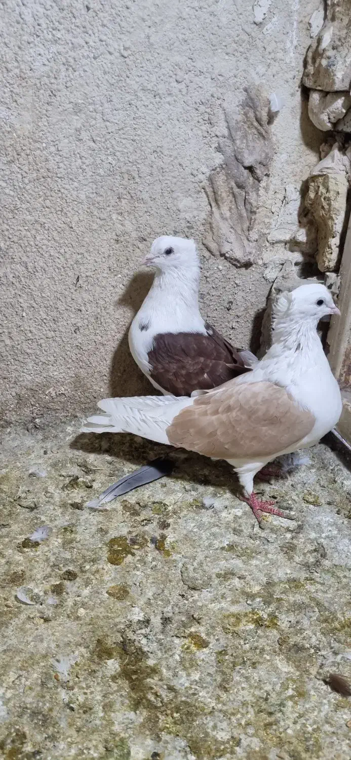 13عدد رنگه آس جفتگاه و پرش|پرنده|تربتحیدریه, فردوسی جنوبی|دیوار