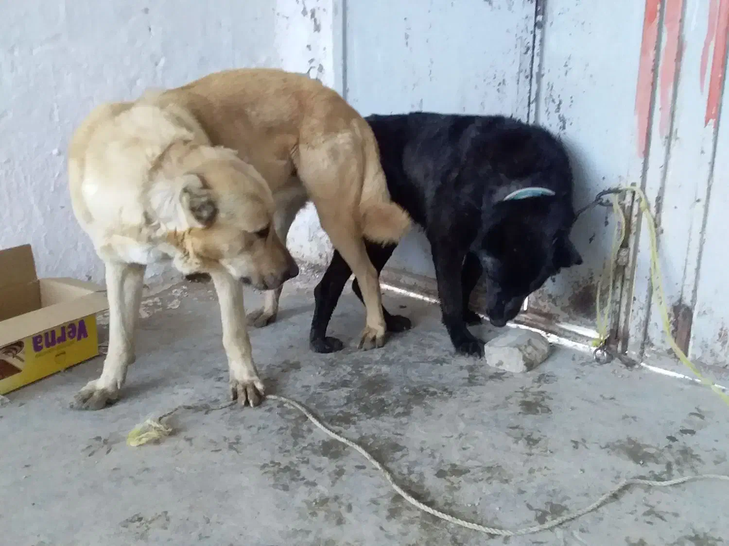 گم شده|حیوانات|تهران, ایران|دیوار