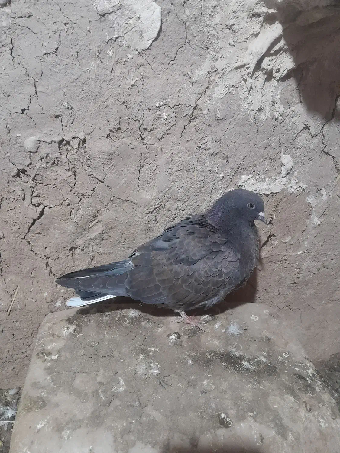 کبوتر|پرنده|پلدشت, |دیوار