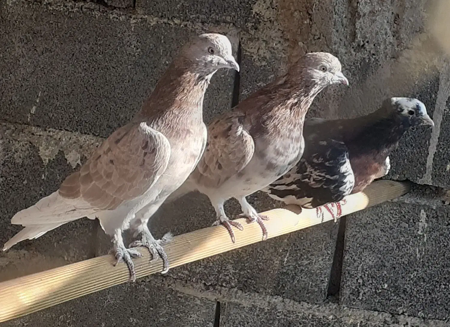 کبوتر سرور هما|پرنده|بومهن, |دیوار