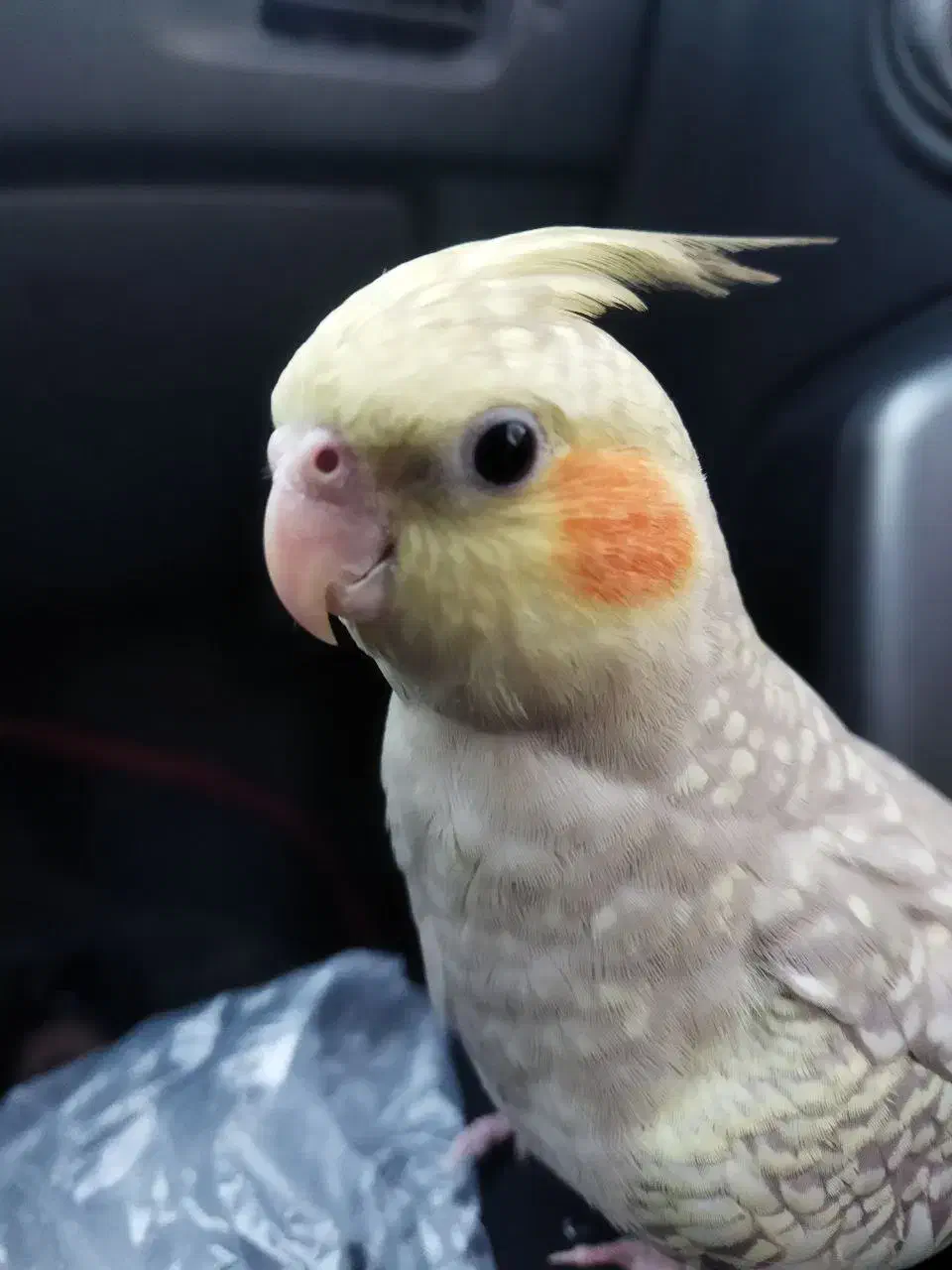 عروس هلندی گمشده|حیوانات|اسلام‌شهر, شهرک سعیدیه|دیوار