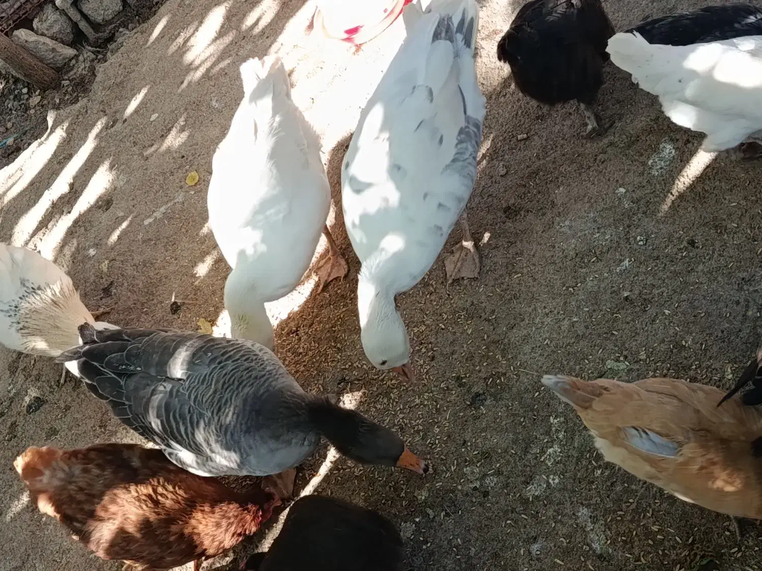 غاز|حیوانات مزرعه|یاسوج, |دیوار